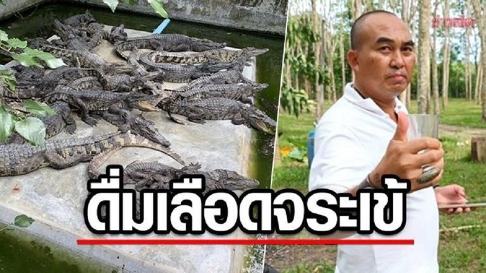 Ông Rojakorn Nanon uống hỗn hợp tiết cá sấu pha với rượu mạnh 2 lần/ngày. Ảnh: Oddity Centr.