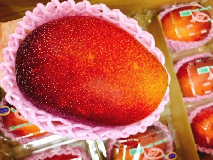  Xoài đỏ Nhật Bản được ví như “trứng mặt trời” 