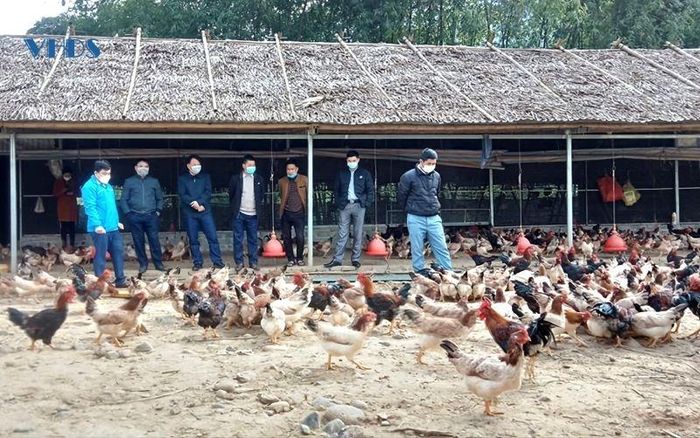 Giống gà ri Lạc Thủy của anh Phúc được nhiều đoàn khách đến tham quan, học tập.