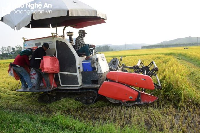 Tổ gặt gồm 3 người trên một chiếc máy gặt liên hợp. Ảnh: Xuân Hoàng