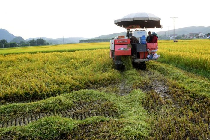 Đưa máy gặt liên hợp vào thu hoạch lúa, tạo thuận lợi cho bà con nông dân rút ngắn thời gian ngày mùa và đỡ vất vả. Ảnh: Xuân Hoàng