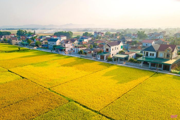 Những xóm làng được bao quanh bởi cánh đồng lúa chín vàng rực rỡ tạo nên một bức tranh tươi đẹp, trù phú. Ảnh: Cánh đồng lúa ở xã Vượng Lộc, huyện Can Lộc.