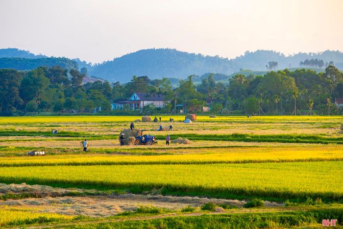 Dưới nắng vàng rực rỡ là khung cảnh rộn ràng, tất bật, hòa cùng niềm hân hoan của mùa vụ thắng lợi. Ảnh: Cánh đồng lúa ở xã Cẩm Mỹ, huyện Cẩm Xuyên.