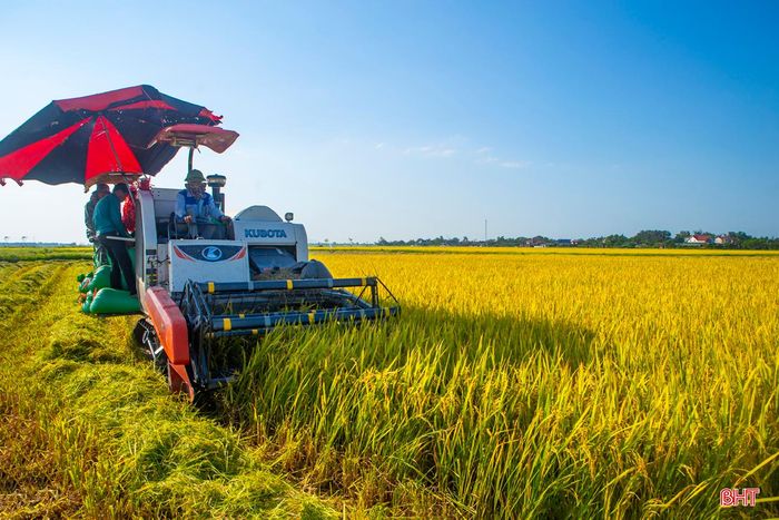 Những “tay máy” cũng tranh thủ làm ngày, gặt đêm... Ảnh: Máy gặt chạy trên cánh đồng chuyển đổi xã Nam Phúc Thăng, huyện Cẩm Xuyên.