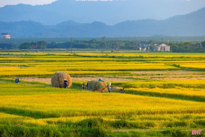 Dưới trời xanh, nắng vàng, cảm nhận mùi hương của rơm rạ, mới thấy không gian này sao mà yên bình đến thế. Ảnh: Người nông dân tất bật trên cánh đồng lúa ở xã Cẩm Mỹ, huyện Cẩm Xuyên.