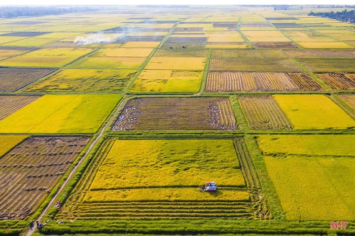 Việc đưa cơ giới hóa vào thu hoạch với các cỗ máy gặt đập khổng lồ “3 trong 1” đã giúp bà con nông dân đẩy nhanh tiến độ thu hoạch. Ảnh: Máy gặt chạy trên cánh đồng chuyển đổi xã Nam Phúc Thăng, huyện Cẩm Xuyên.