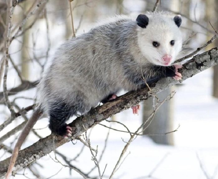 4. Chồn Opossum thường phản ứng với hiểm nguy bằng cách giả vờ chết: nó rơi xuống đất, sùi bọt mép cứ như thể bị bệnh nặng, sau đó nằm bất động với cái mõm há hốc và tiết ra chất lỏng màu xanh lá cây có mùi hôi từ tuyến hậu môn.