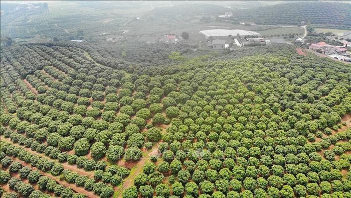 Một góc vùng trồng vải sớm xuất khẩu ở xã Phúc Hòa, huyện Tân Yên(Bắc Giang). Ảnh: Danh Lam/TTXVN