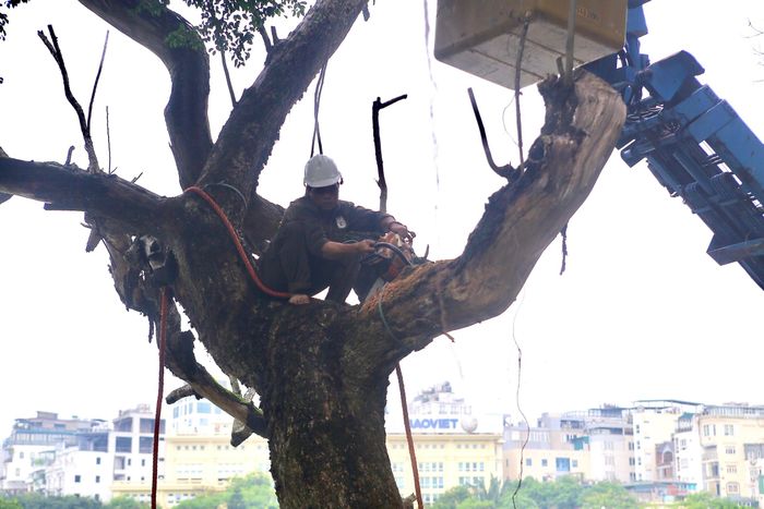 Việc chặt hạ cây sưa được tiến hành cưa từng đoạn một.