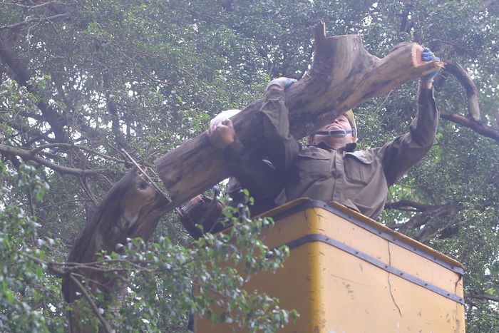 Ngoài ra, gần đồng hồ hoa Thụy Sỹ, sát mép hồ có 2 cây sưa bị chết. 1 cây có đường kính 40 cm, chiều cao 5 - 6 mét và 1 cây có đường kính 35 cm, chiều cao 8 - 10 mét.