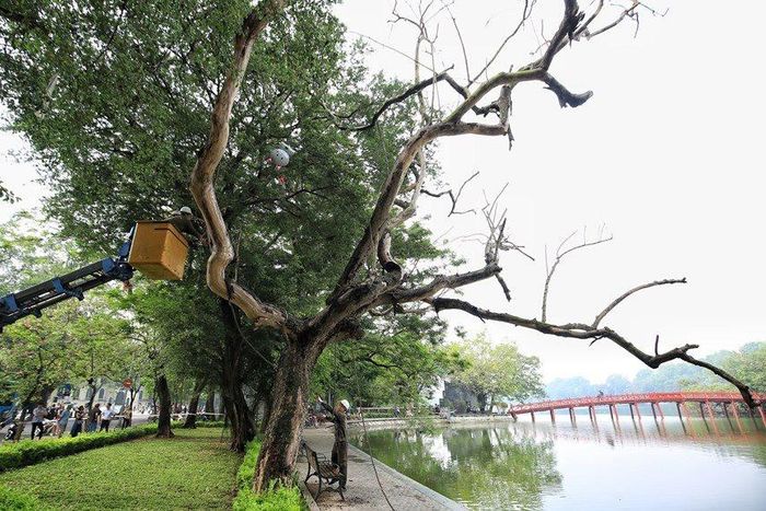 Công nhân dùng dây thừng, máy cẩu chặt hạ cây sưa đỏ.