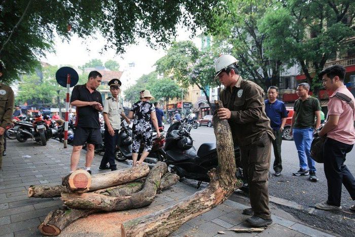 Gỗ sưa sau đó được cắt thành từng khúc nhỏ.