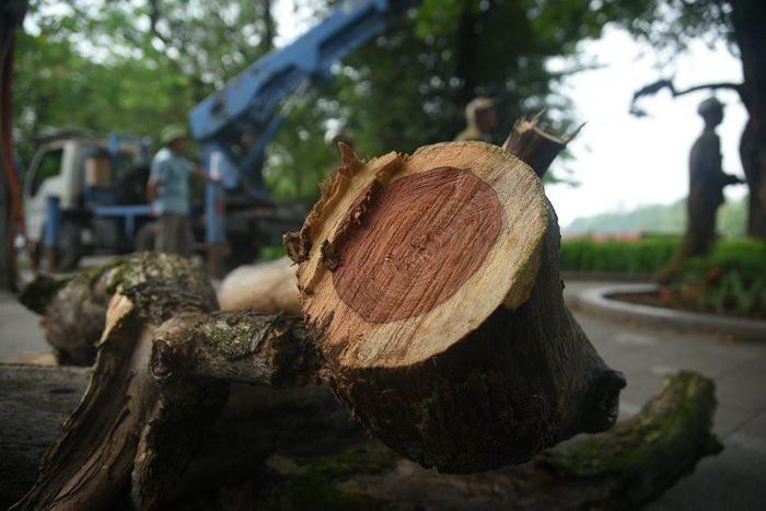 Những cây sưa đỏ bị chết đều là những cây cổ thụ hàng chục năm, có phần lõi đỏ to.