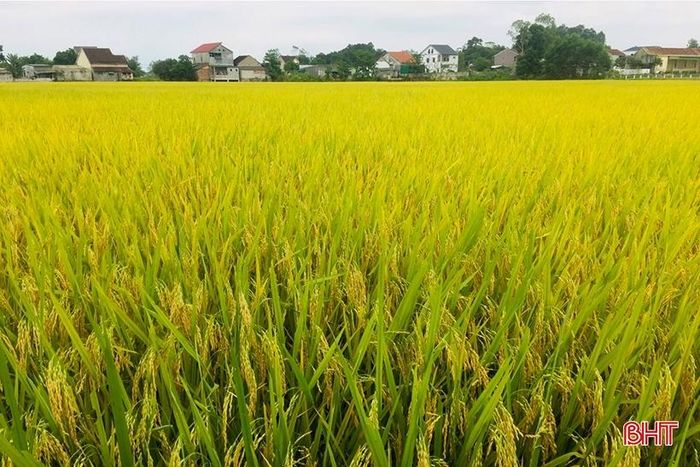 Năng suất lúa vụ xuân năm nay của huyện Can Lộc đạt 62,1 tạ/ha