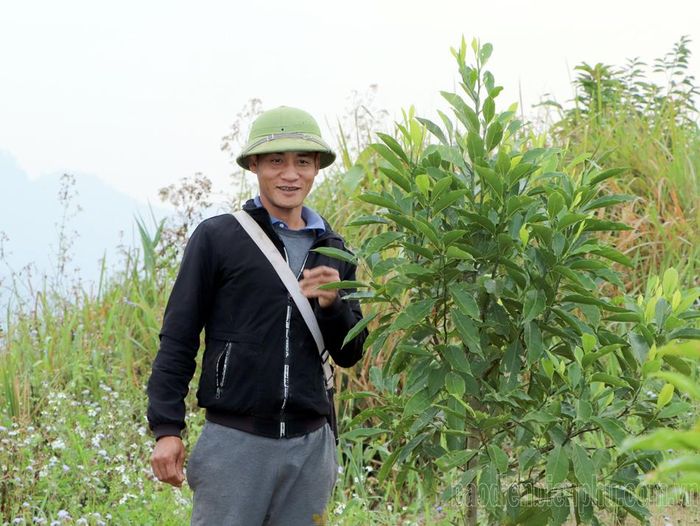 Người dân xã Chung Chải, huyện Mường Nhé kiểm tra chu kỳ sinh trưởng của cây dổi thuộc mô hình hỗ trợ sản xuất.
