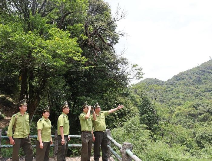 Cán bộ Hạt Kiểm lâm Hoàng Liên theo dõi rừng từ chòi quan sát nhằm cảnh báo sớm những tác động xấu đến rừng.