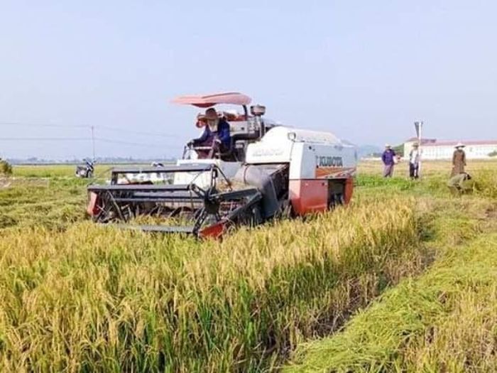 Nông dân Hà Tĩnh tổ chức thu hoạch lúa trước khi thời tiết chuyển biến xấu.