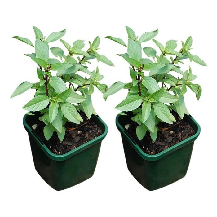 Húng quế là cây gia vị có mùi thơm rất đặt trưng, cũng là cây phong thủy đặt trong nhà bếp được nhiều người ưa chuộng.