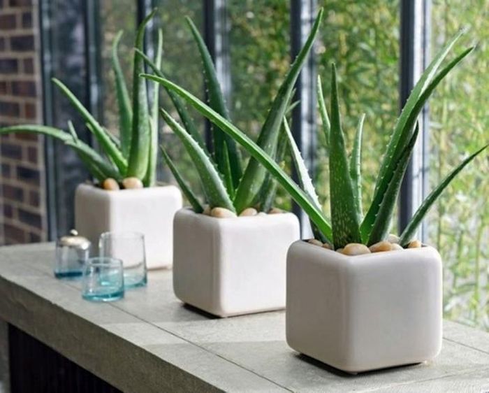  Cây nha đam là cây phong thủy rất thích hợp đặt trong nhà bếp.
