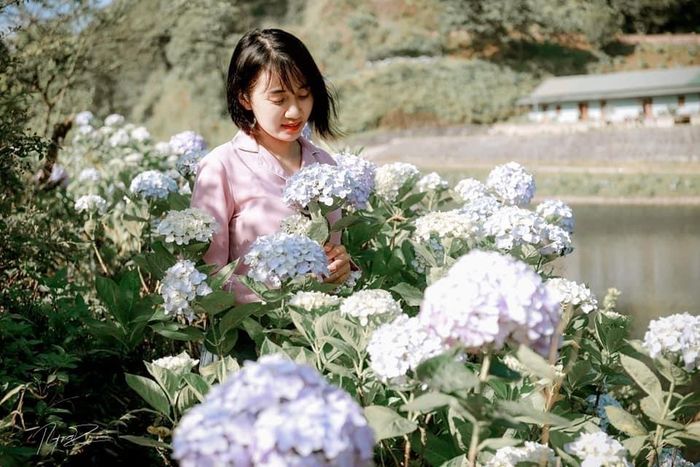 Vẻ đẹp yêu kiều của loài hoa này được rất nhiều người yêu thích. Lúc đầu hoa màu trắng, sau chuyển dần thành màu xanh lam hay màu hồng, màu tím. Nguồn ảnh: Hồng Son