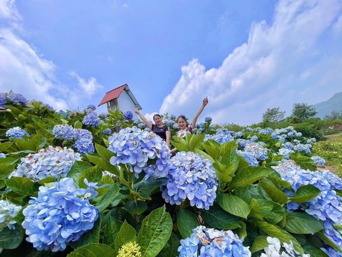 Cứ đến tầm tháng 5, tháng 6, vùng đất này lại làm mưa làm gió với vườn hoa cẩm tú cầu nở rộ đua nhau khoe sắc và thu hút rất đông du khách đến checkin chụp ảnh. Nguồn ảnh: Khu du lịch sinh thái Kolia.