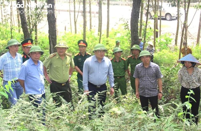 Đoàn công tác của tỉnh kiểm tra tại cánh rừng xã Bài Sơn, huyện Đô Lương. Ảnh: Văn Trường