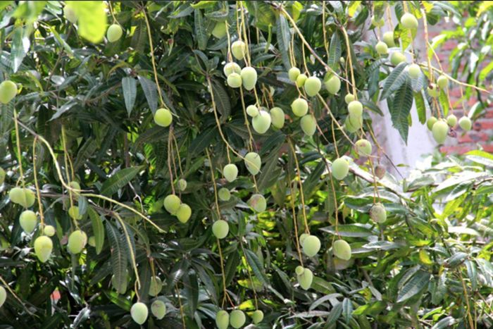 Thậm chí có những netizen còn thử định giá cho những cây có quả xoài treo lủng lẳng như thế này. Ảnh: Phan Ngọc
