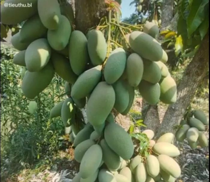 Dù mọc trong nhà bị chặt hết cành, nhưng cây xoài vẫn ra quả chi chít trĩu cả thân cây. Ảnh: Dân Việt