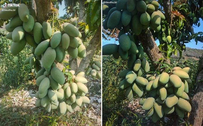 Vào mùa hè là mùa của những cây xoài thống trị, vì vậy hình ảnh những cây xoài mắn đẻ ở khắp mọi nơi luôn khiến nhiều người thích thú. Ảnh: Dân Việt