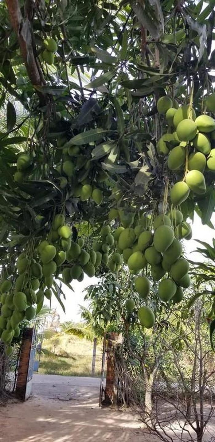 Nhiều người còn gọi vui đó là những hình ảnh phát ra âm thanh bởi chỉ cần nhìn vào đó thôi, người ta cũng có thể tưởng tượng ra việc ăn chúng như thế nào. Ảnh: Dân Việt