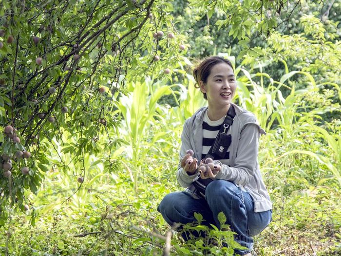Với những du khách trong và ngoài tỉnh đến mua mận, nếu có thời gian, thích khám phá có thể vào vườn, ăn thử mận, hái mận cùng người dân bản địa.