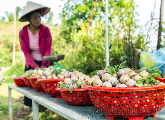 Sau khi thu hái, mận được bày bán trên những gian hàng dựng tạm ngay cạnh vườn.