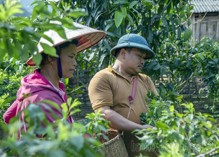 Ngay từ sáng sớm 5h - 6h30 sáng người dân sẽ tiến hành hái mận.