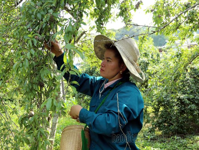 Đây là thời điểm hái mận tốt nhất, mận sẽ tươi và ngọt hơn.