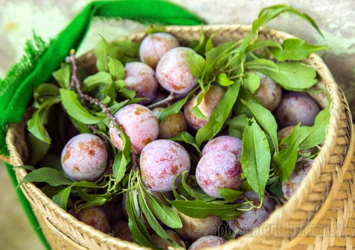 Mỗi giỏ mận chín được thu hái là niềm vui, sự phấn khởi của bà con nông dân khi được mùa.