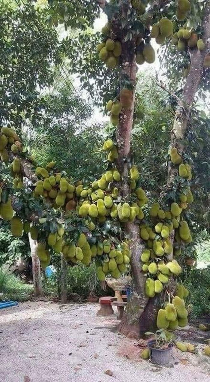 Ngoài cây xoài, cây mít cũng là loài cây dễ dàng mọc sai quả nếu đủ điều kiện thuận lợi.