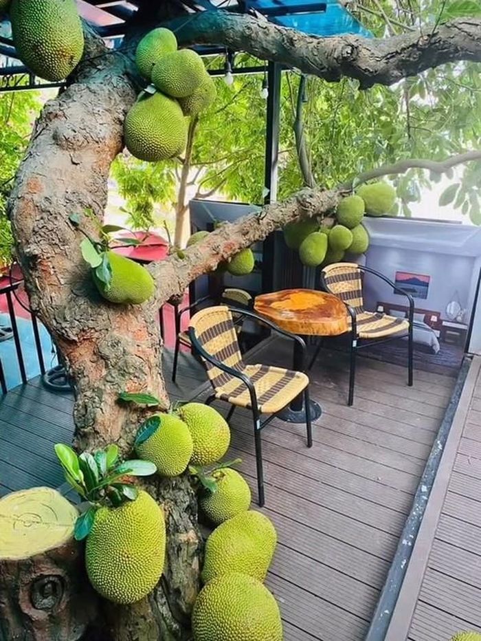 Những cây mít sai trĩu quả ở Việt Nam thì không thiếu, nhưng cho nhiều trái đến thế này có lẽ mới là lần đầu thấy.