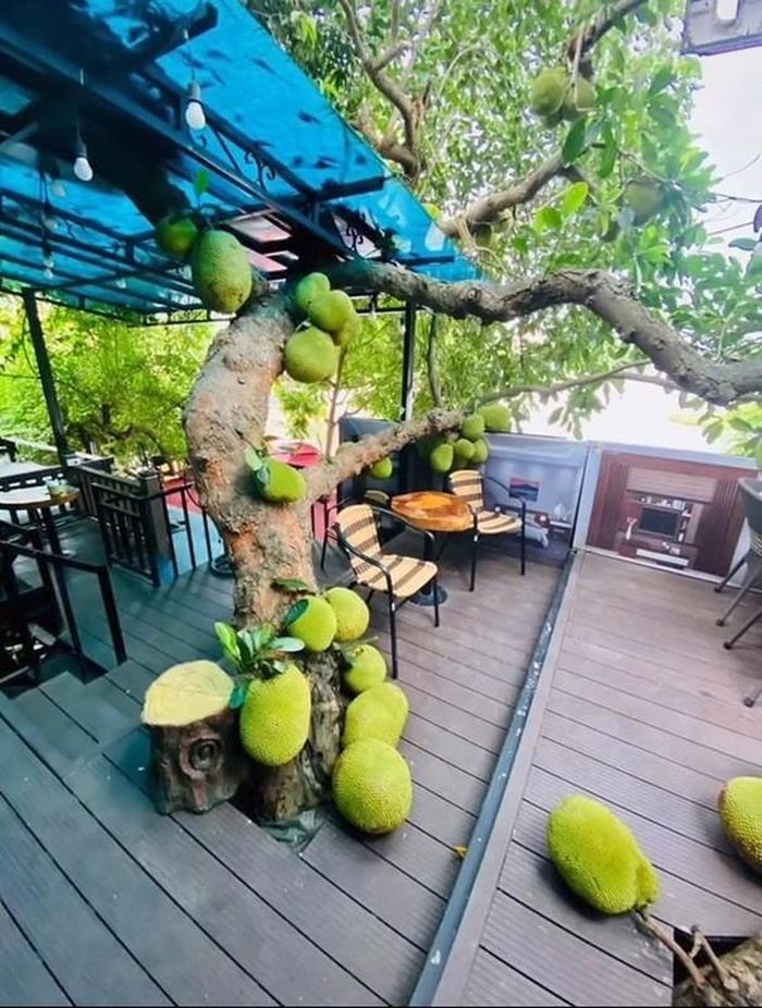 Với số lượng mọc dày đặc từ thân đến ngọn, cư dân mạng gọi đây là những cây mít mắn đẻ.