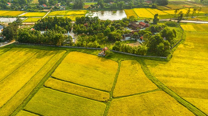 Theo đánh giá của ngành nông nghiệp tỉnh Hà Tĩnh, vụ xuân 2023 được xem là vụ mùa thắng lợi về năng suất, chất lượng lúa. Năng suất bình quân đạt khoảng 58,96 tạ/ha, cao hơn 2,96 tạ/ha so với vụ lúa xuân 2022 và phá vỡ mọi kỷ lục về năng suất trước đó.