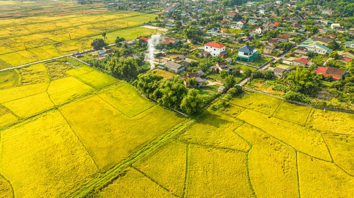 Các vựa lúa lớn của toàn tỉnh với trình độ thâm canh cao như Cẩm Xuyên, Can Lộc, Đức Thọ, Thạch Hà… tiếp tục là nhóm giữ “top” đầu của toàn tỉnh với năng suất bình quân từ 60 - 64 tạ/ha.