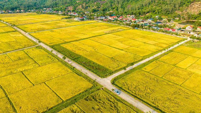 Nhìn từ trên cao, những cánh đồng vàng óng đẹp tựa như một bức tranh.