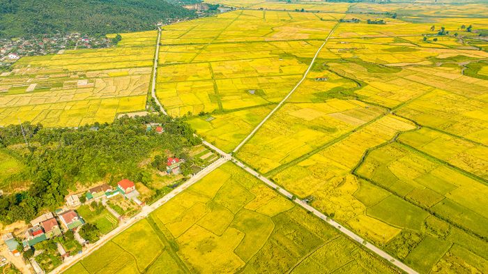 Những ngày tháng 5, khắp các cánh đồng ở Nghệ An, Hà Tĩnh được trải một màu vàng óng ả của những bông lúa chín.