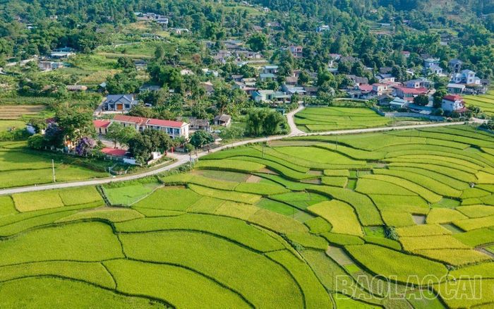  Những bản làng người Tày, Giáy, Xá Phó tươi mới hơn trong sắc lúa vàng. 