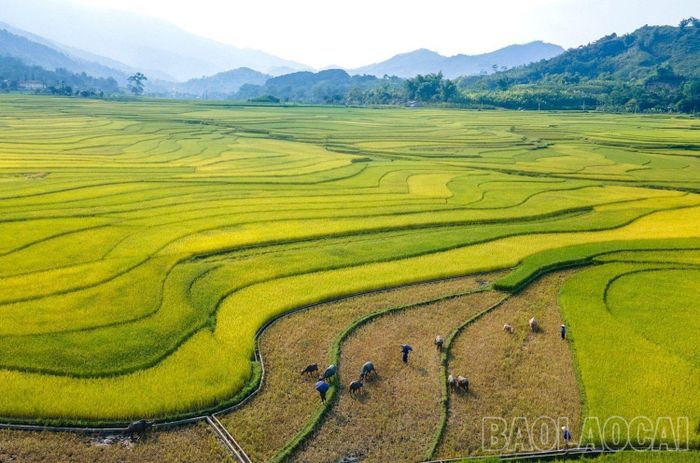  Bức tranh thiên nhiên độc đáo với những gam màu nổi bật của cánh đồng mùa gặt. 
