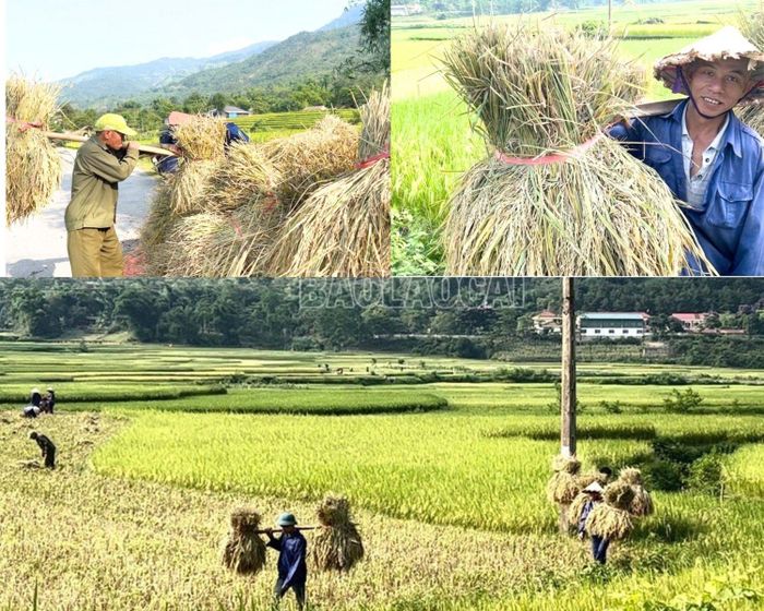  Tranh thủ ngày nắng đẹp, bà con thu hái "hạt ngọc trời". 