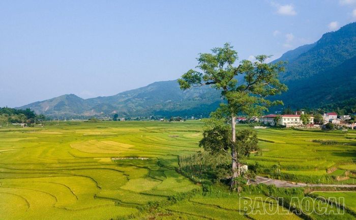  Các ruộng lúa đã ngả vàng, chờ người nhanh tay hái. 