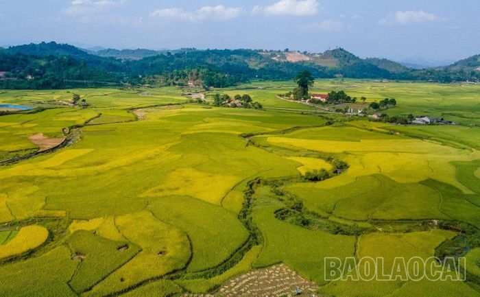  Vùng ngoại ô thanh bình, no ấm trong mùa "vàng". 