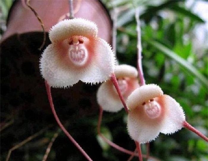 Lan mặt khỉ velutina. (Ảnh: vuonphonglan)