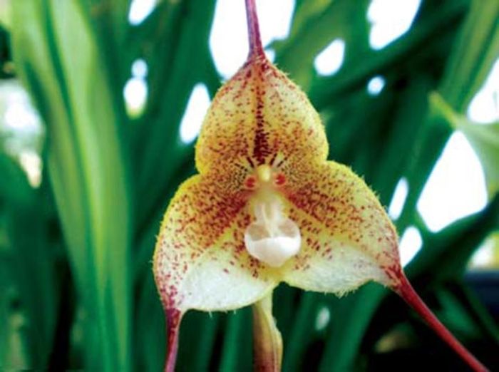 Lan mặt khỉ erythrochaete.