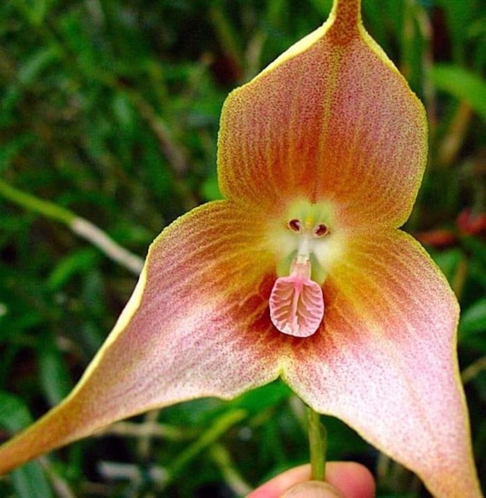 Lan mặt khỉ gigas. (Ảnh: Nông nghiệp phố)